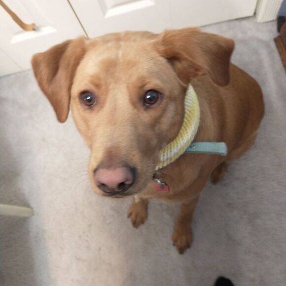 Small Pet Scarf Cat Dog Clothes Knit Infinity  Holiday Winter Pull Over … - Picture 2 of 6